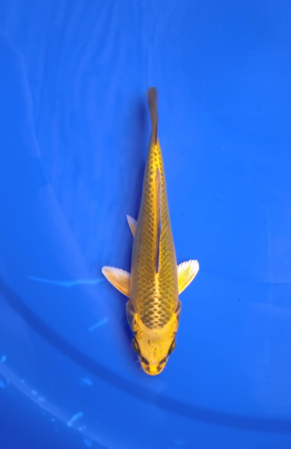 Juara 3