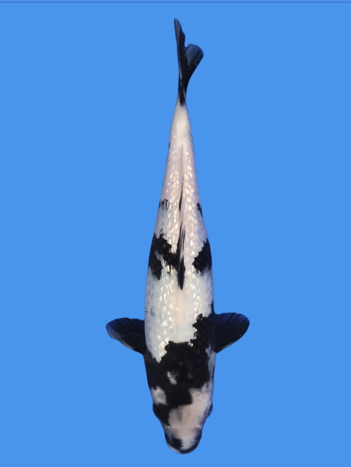 Juara 1