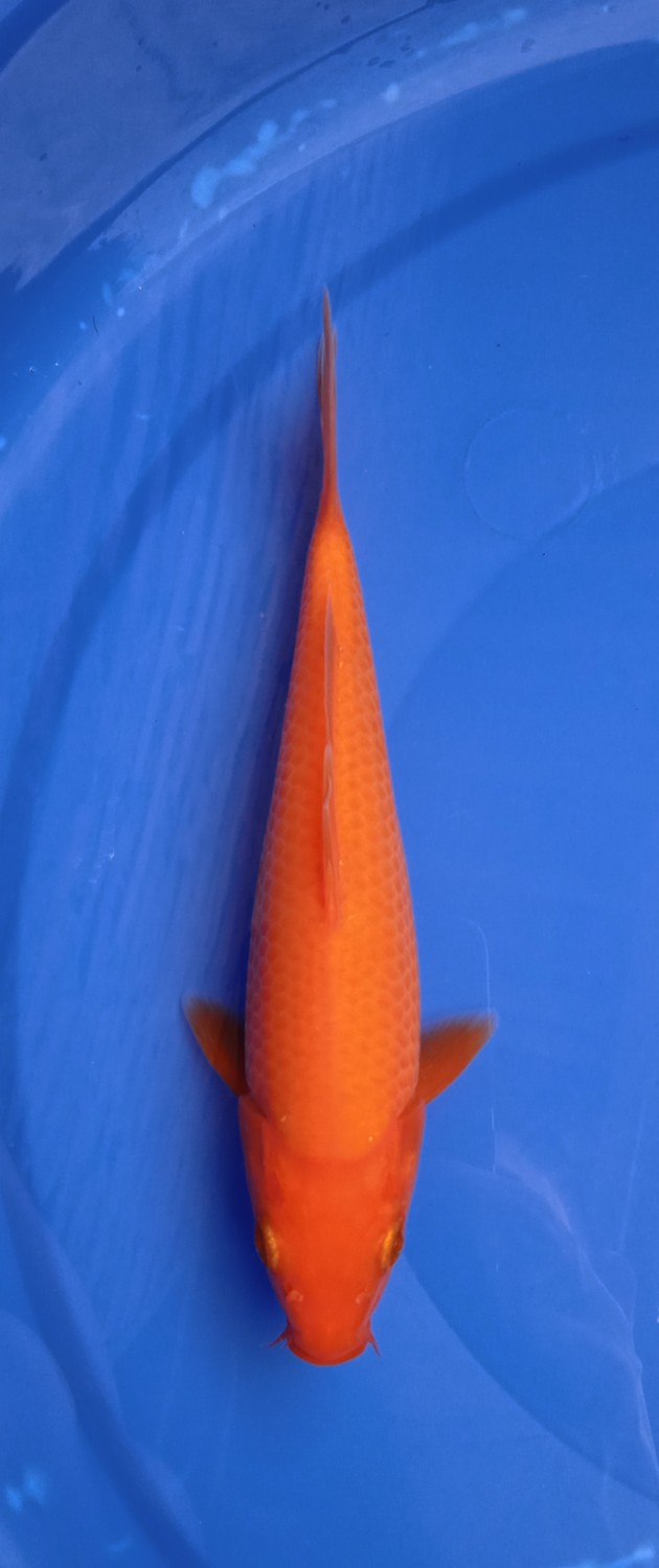 Juara 3