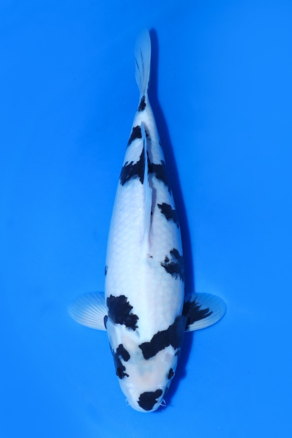Juara 1
