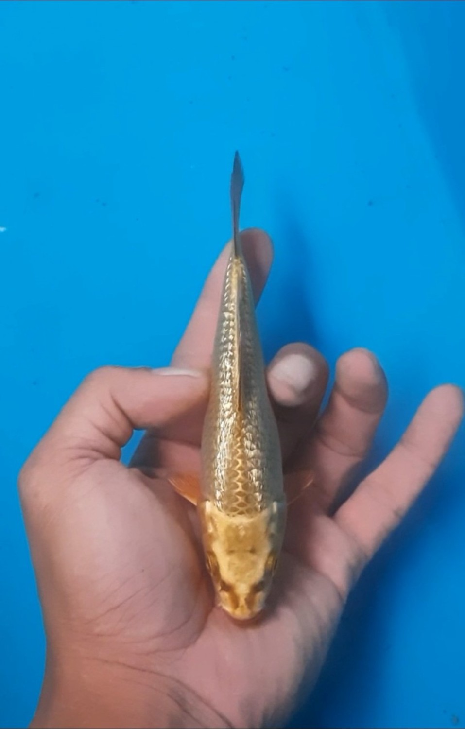 Juara 4