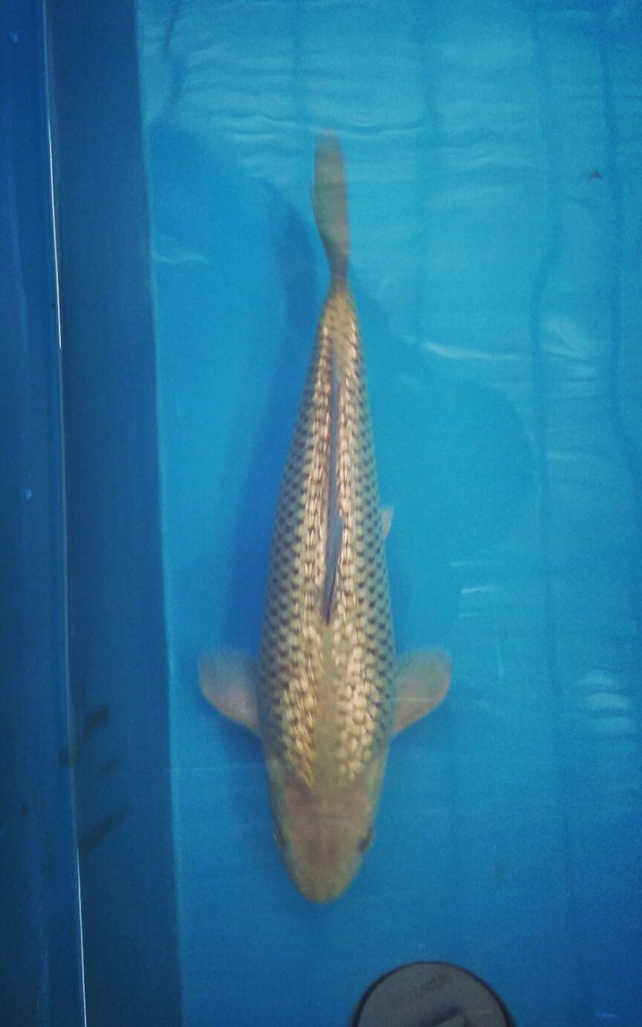 Juara 3