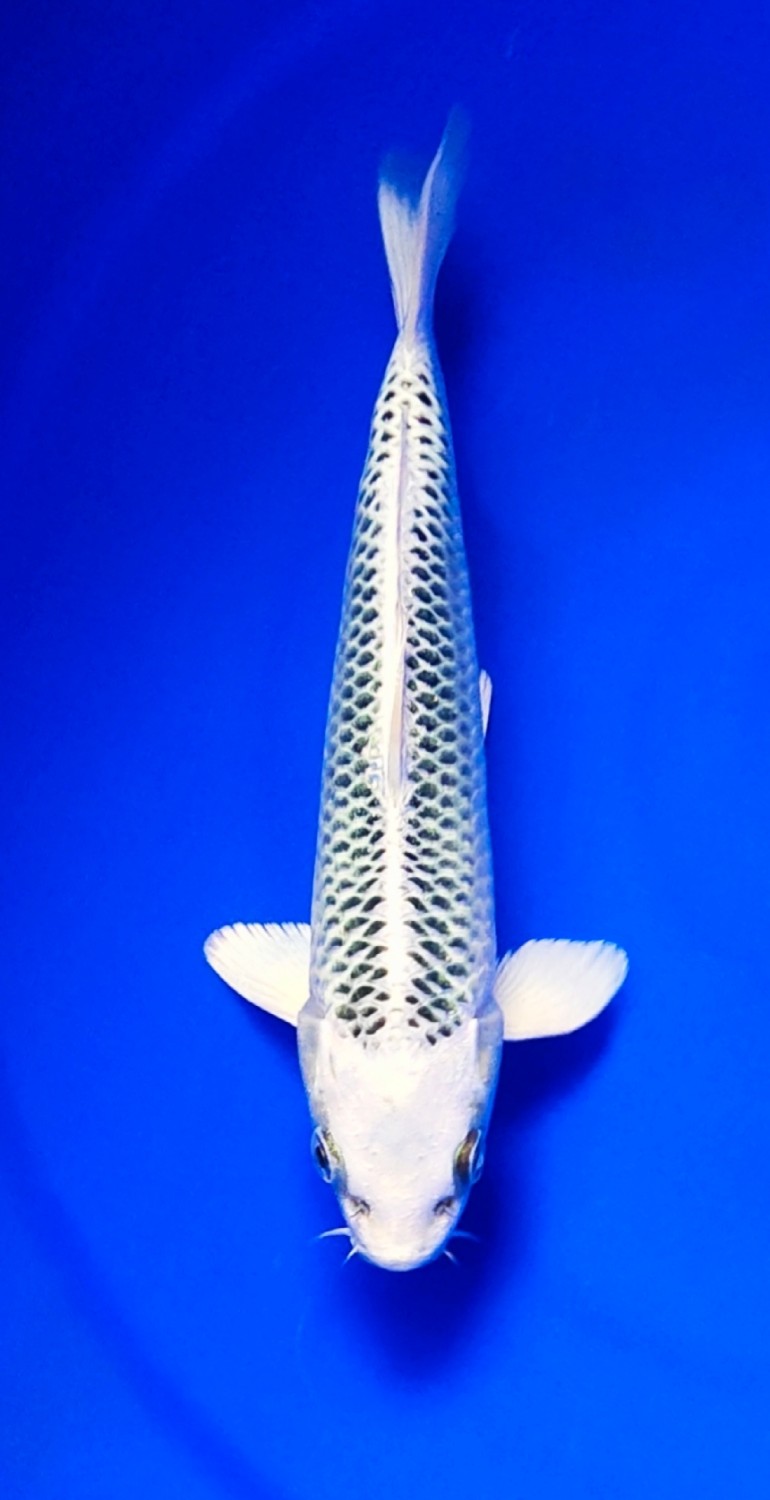 Juara 1