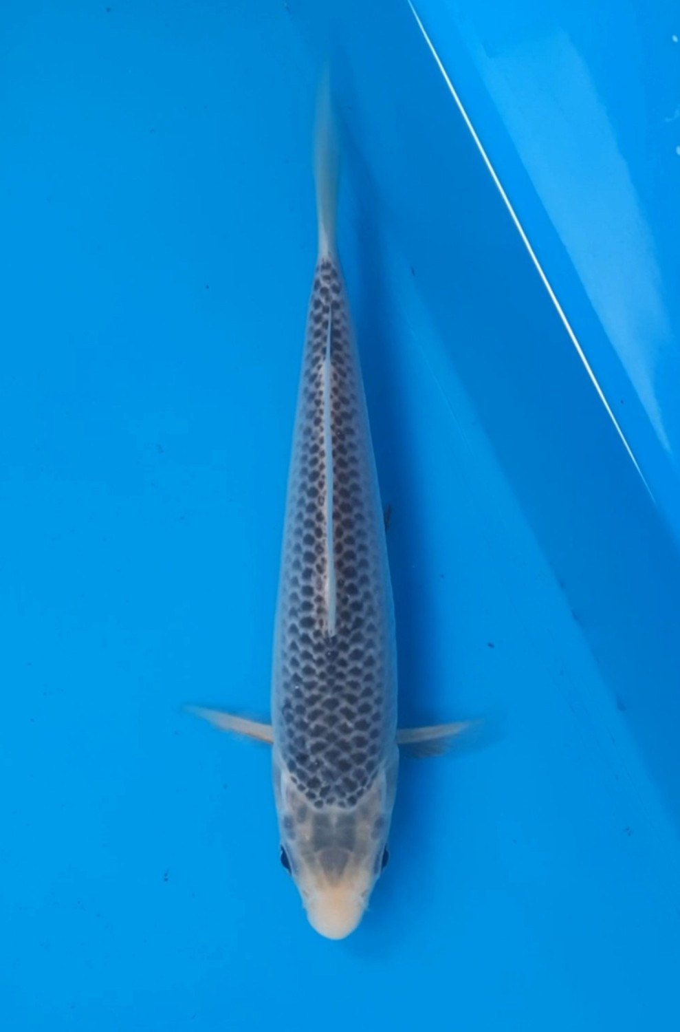 Juara 4