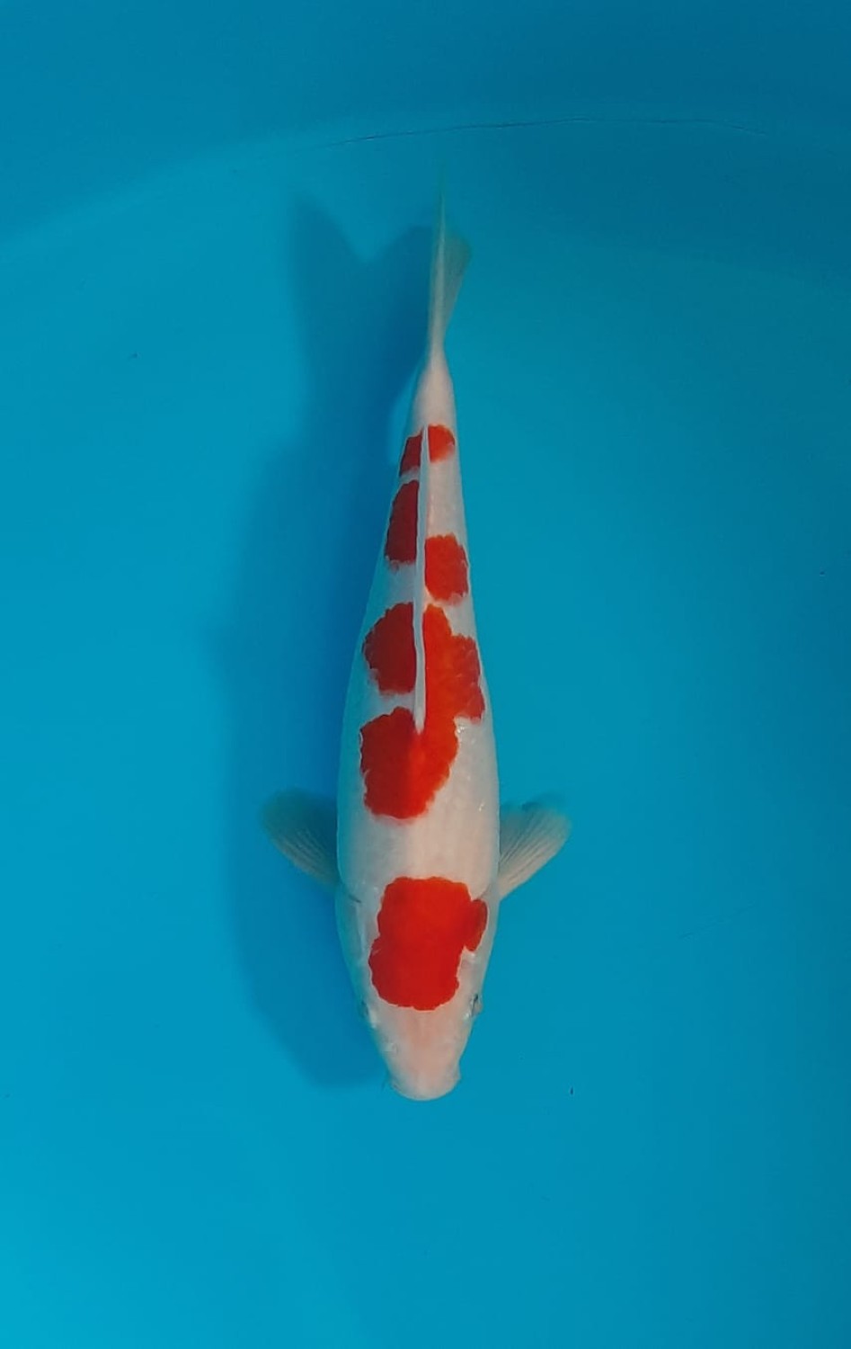 Juara 1