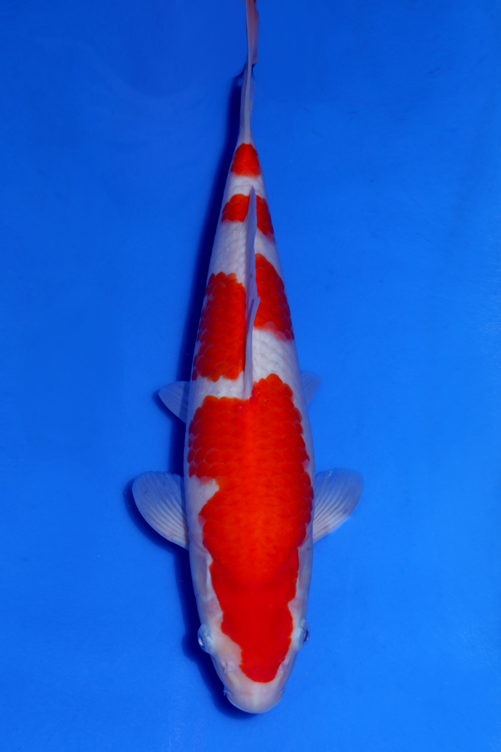 Juara 1