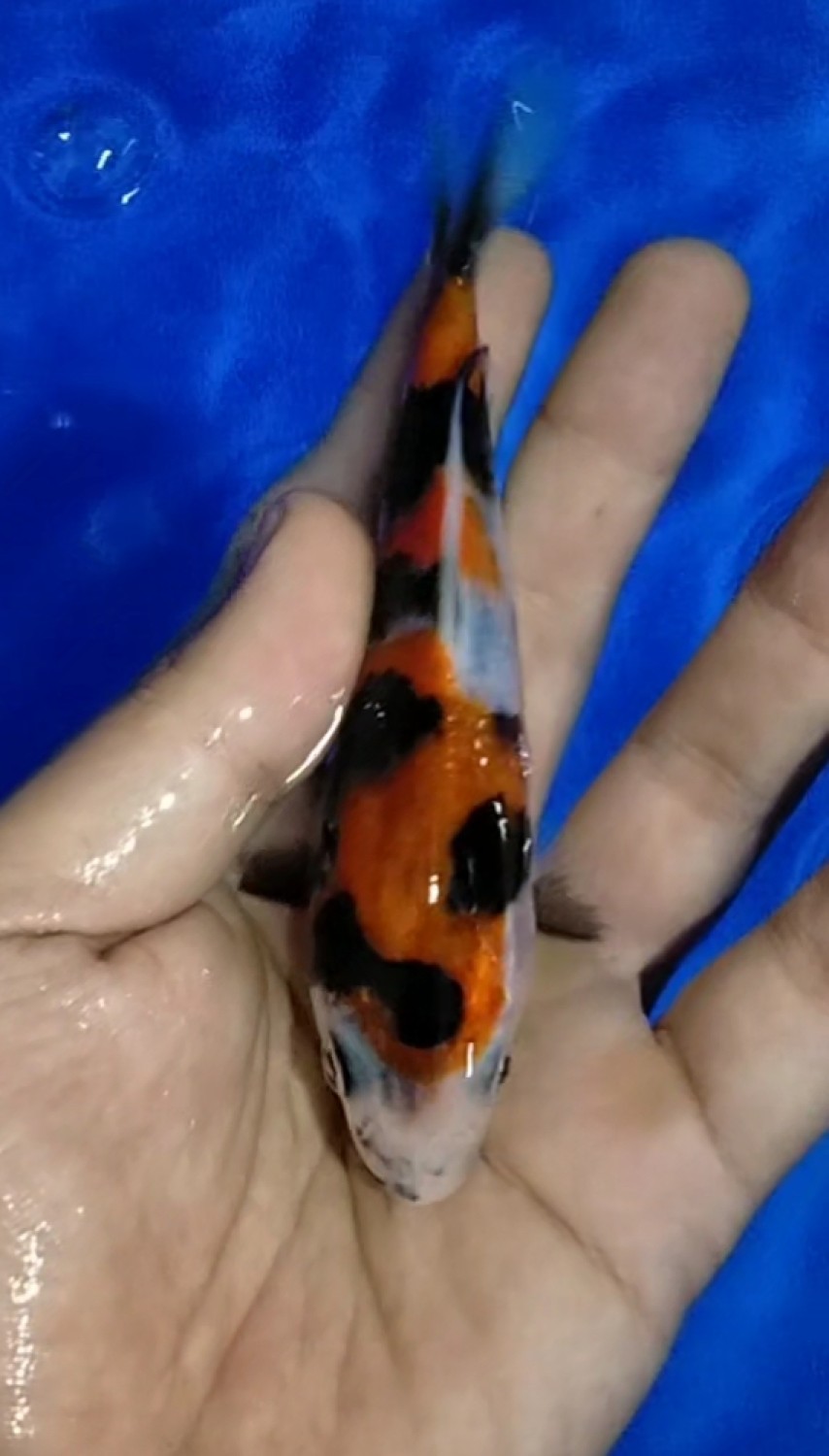Juara 4