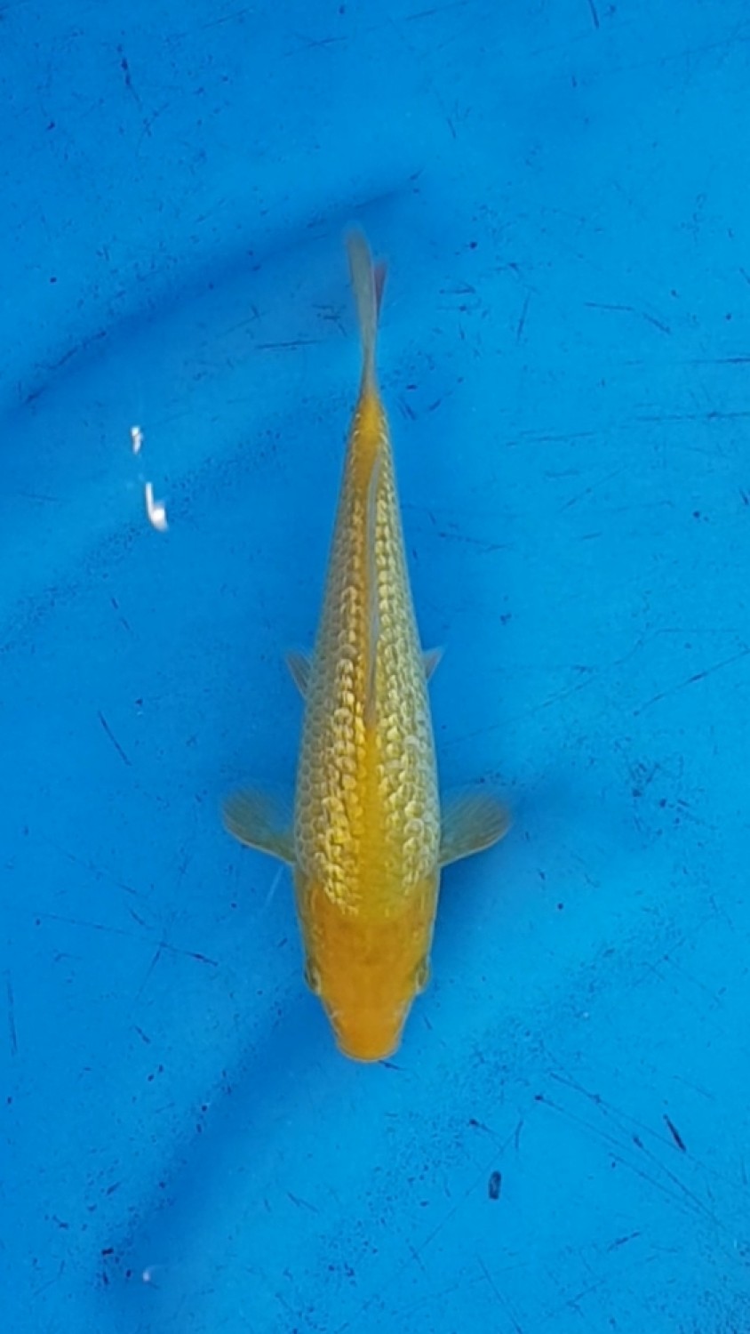 Juara 2