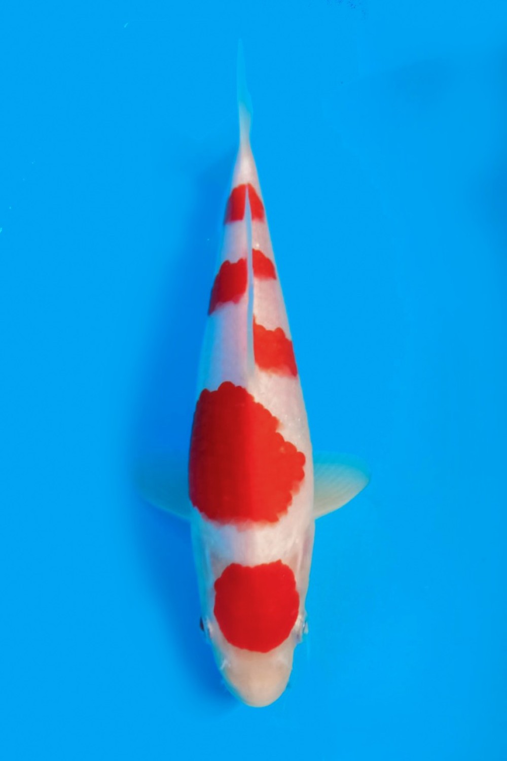 Best In Size A 16-20 Cm