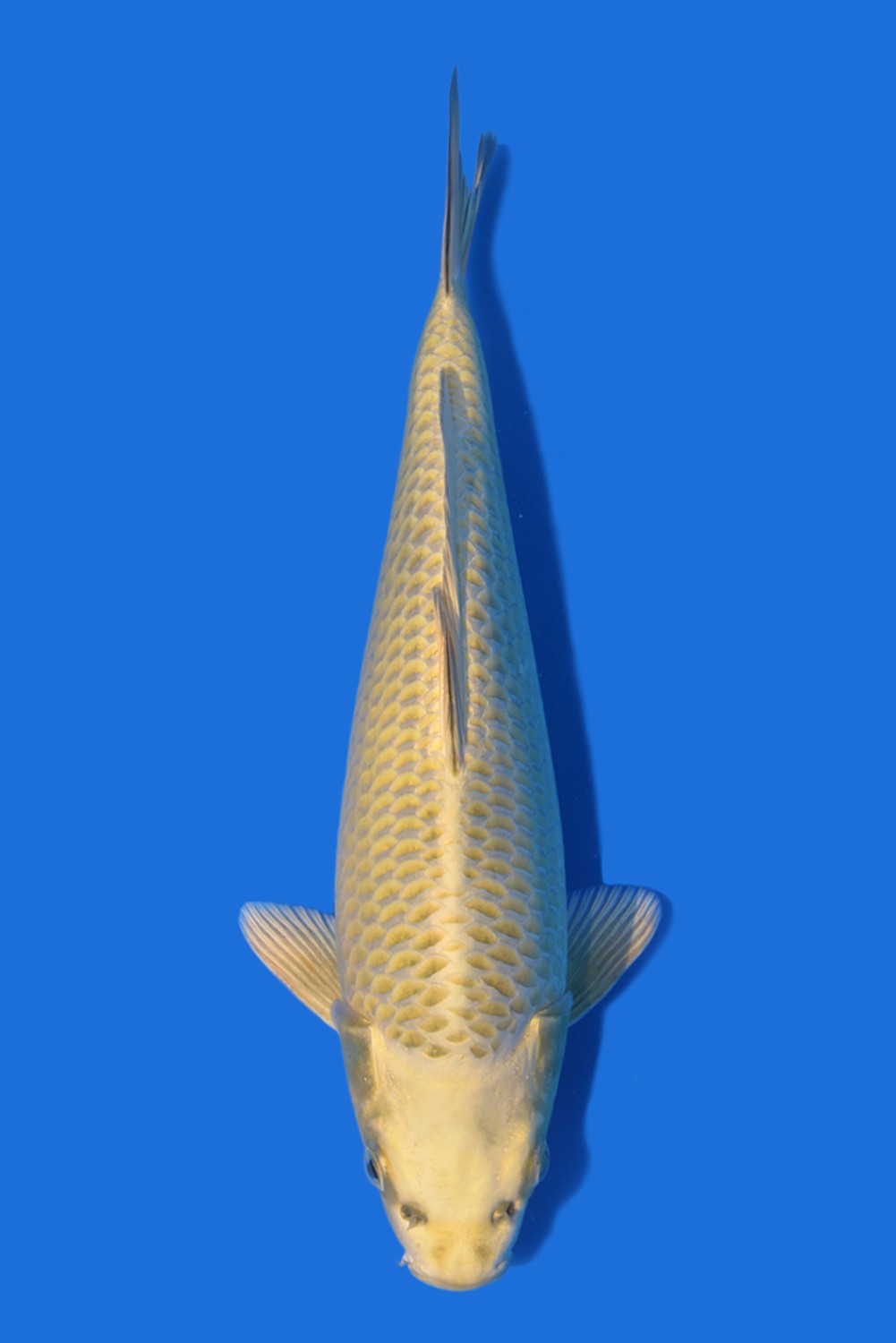 Juara 1