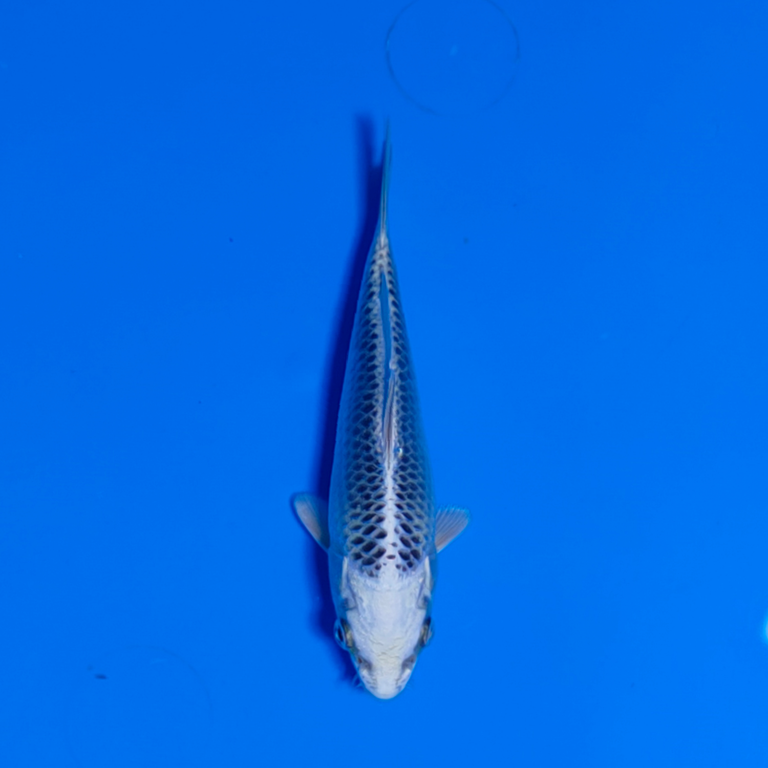 Best In Size E 13-15 Cm