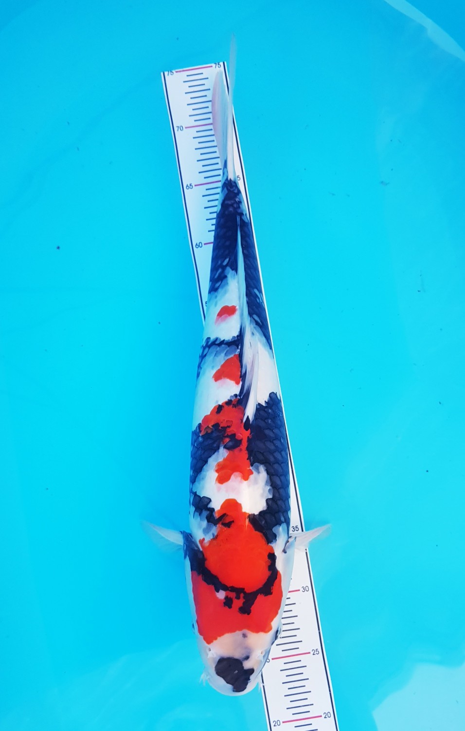Juara 2
