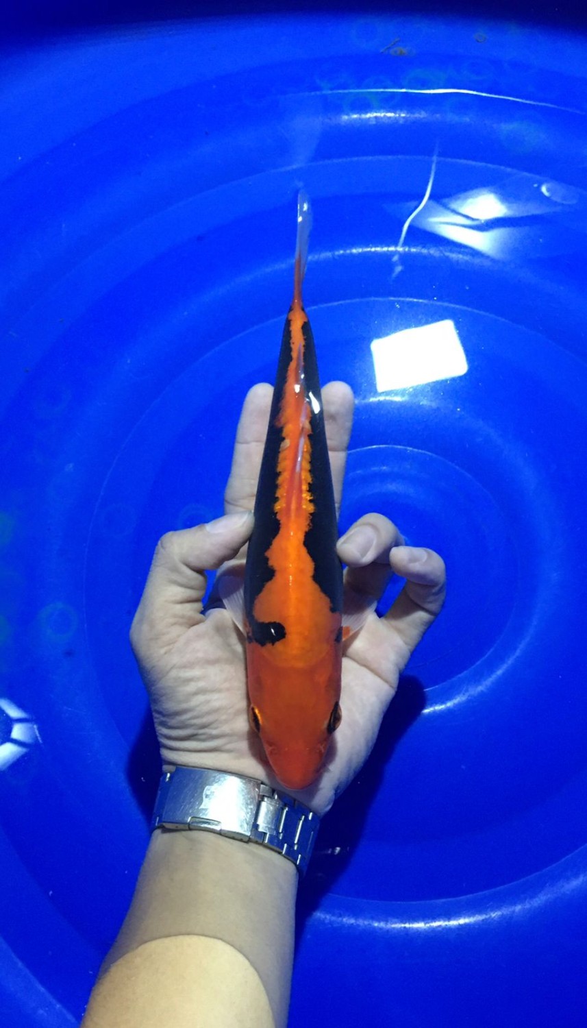 Juara 1