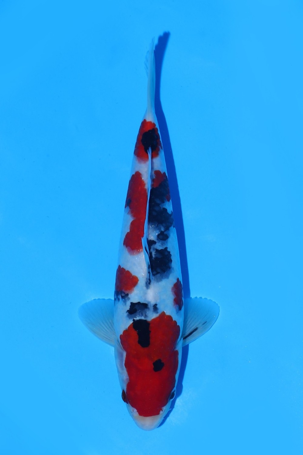 Juara 2