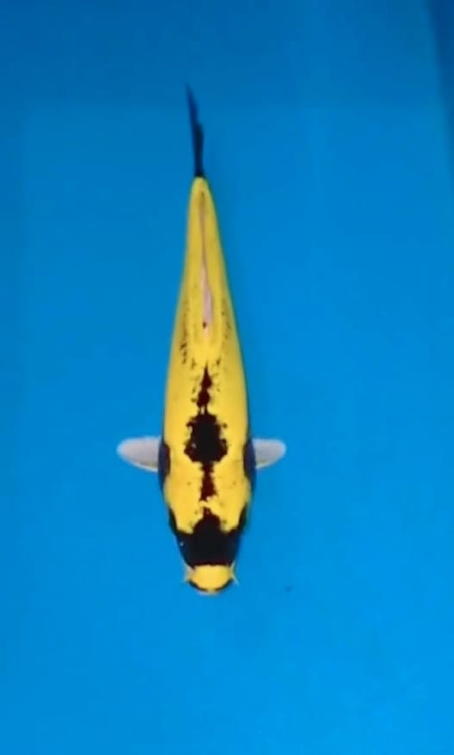 Juara 4