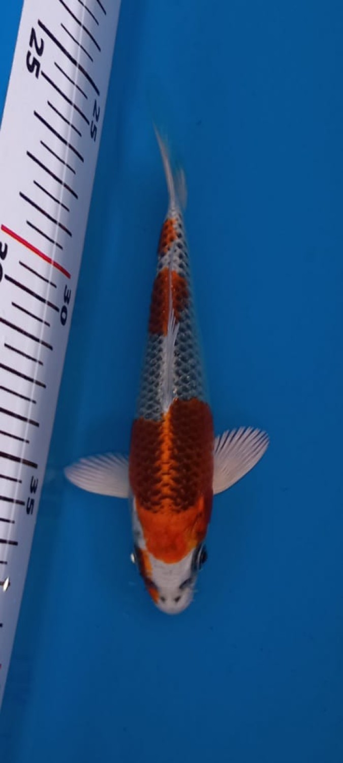 Juara 1