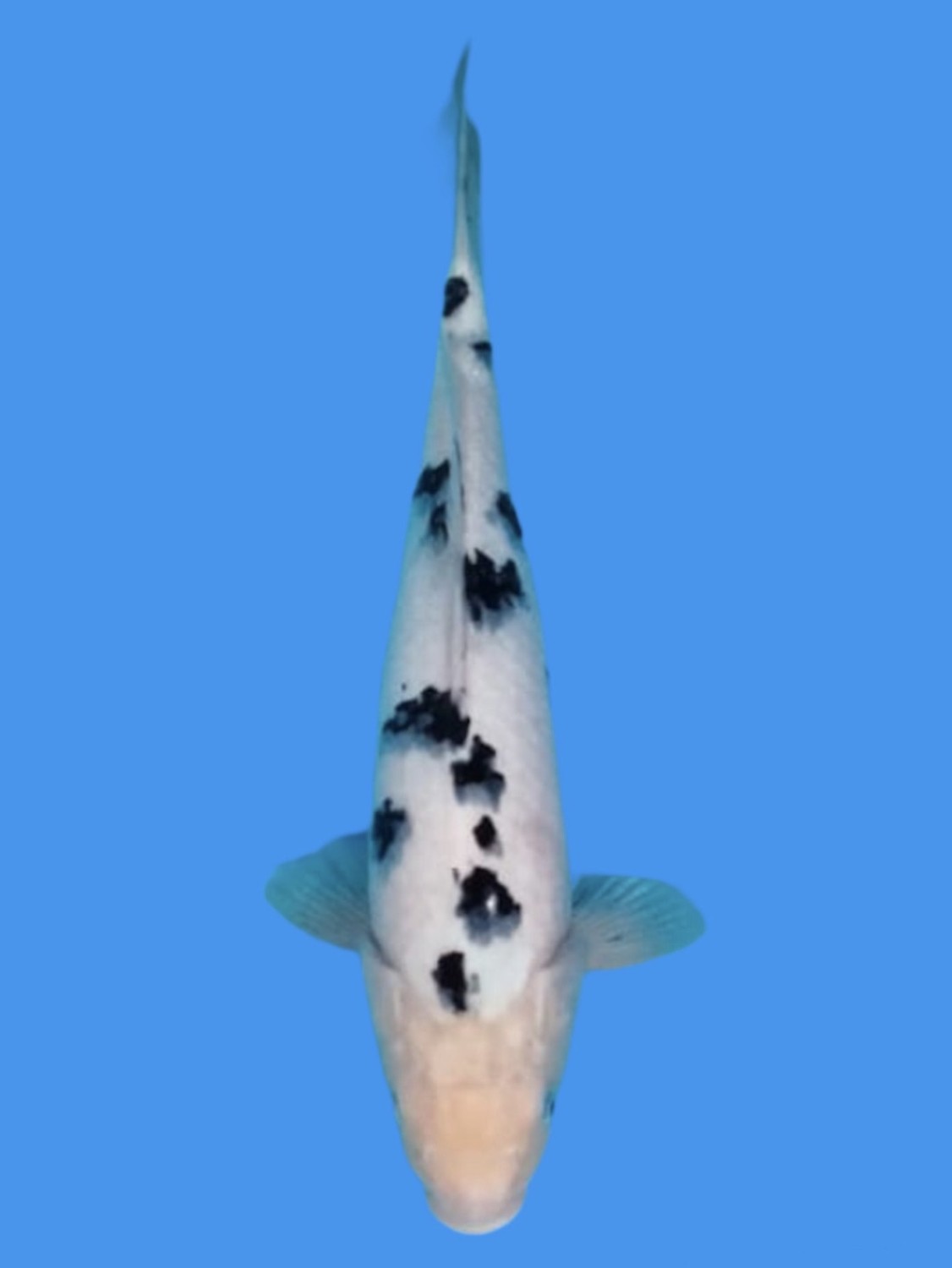 Juara 1