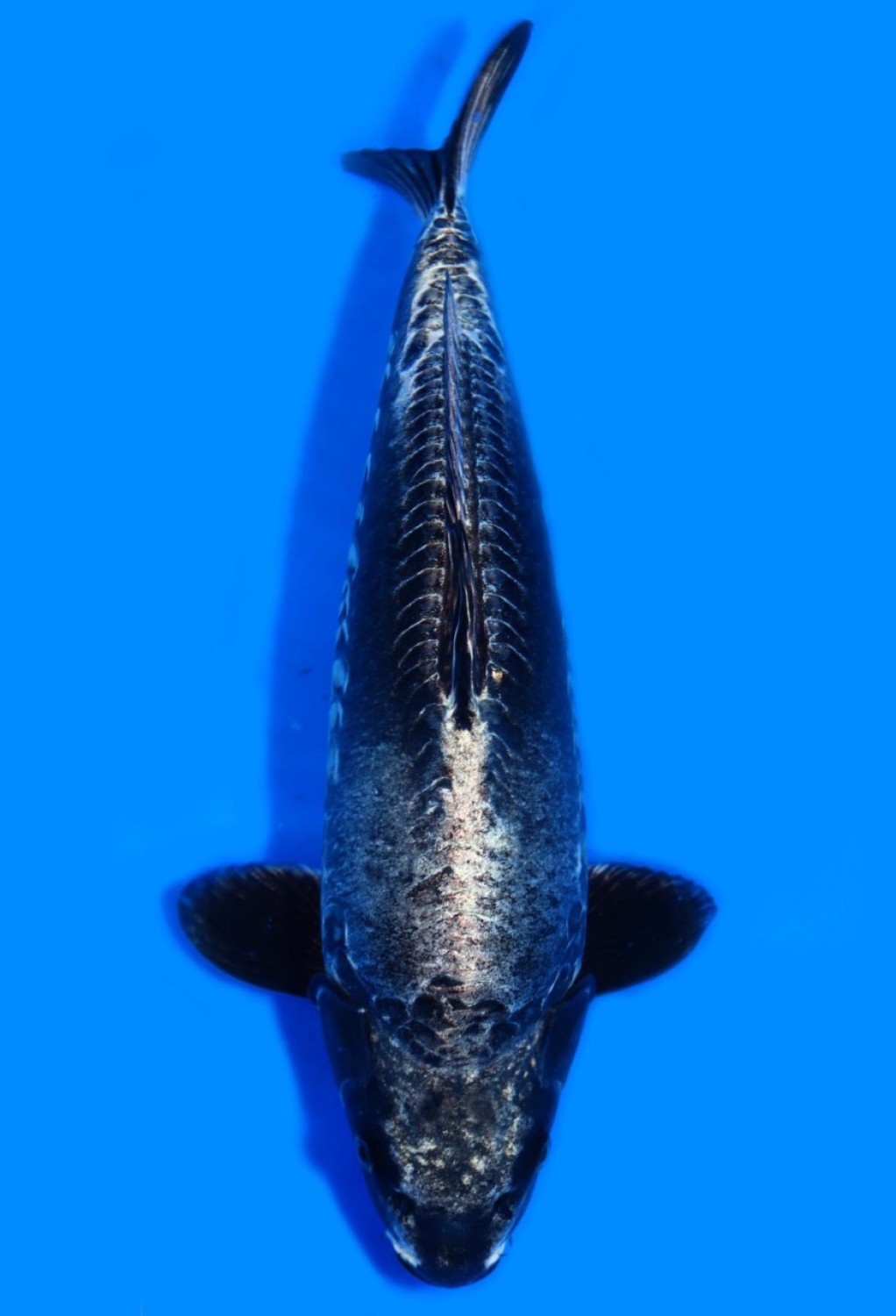 Juara 1