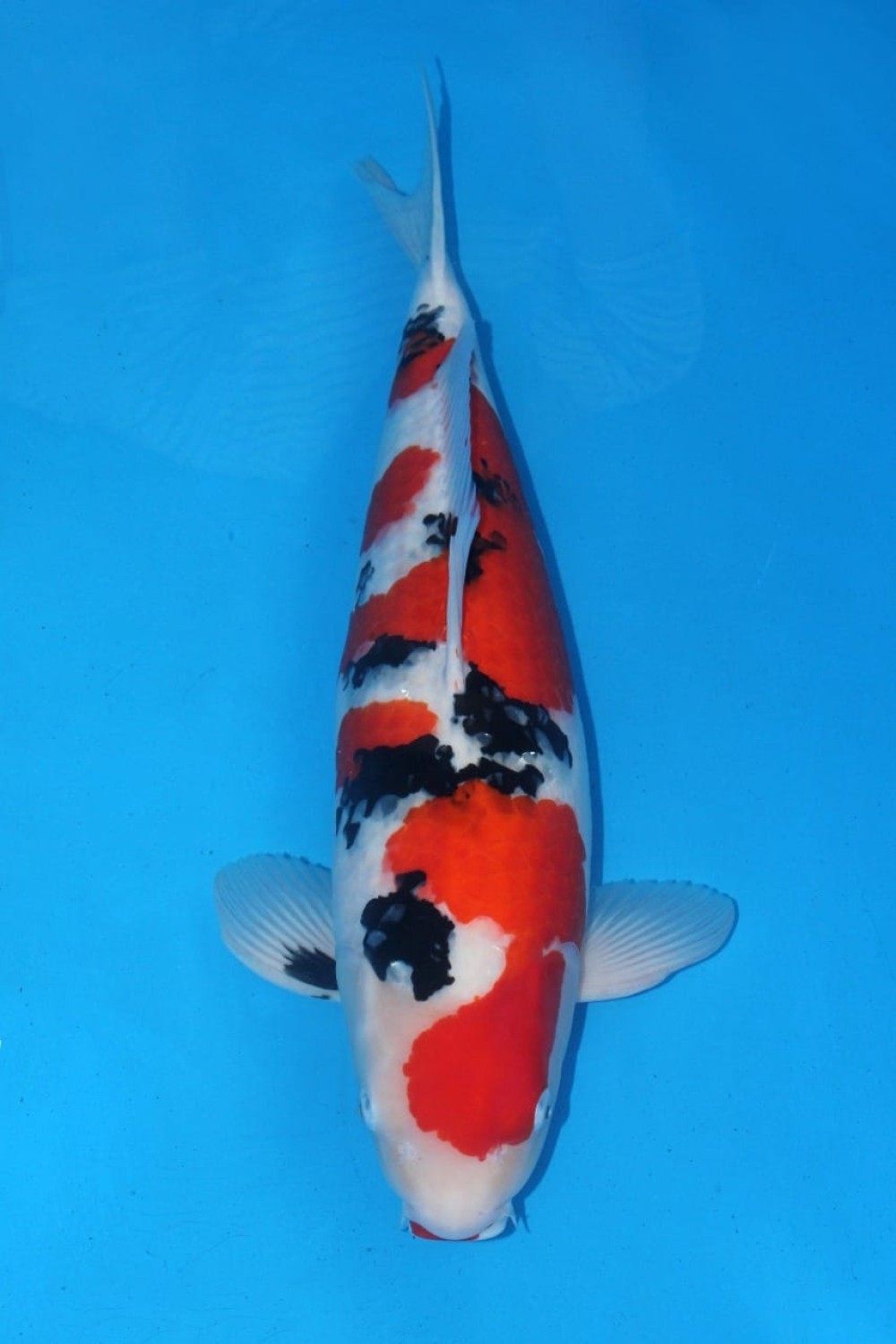 Best In Size A 56-60 Cm