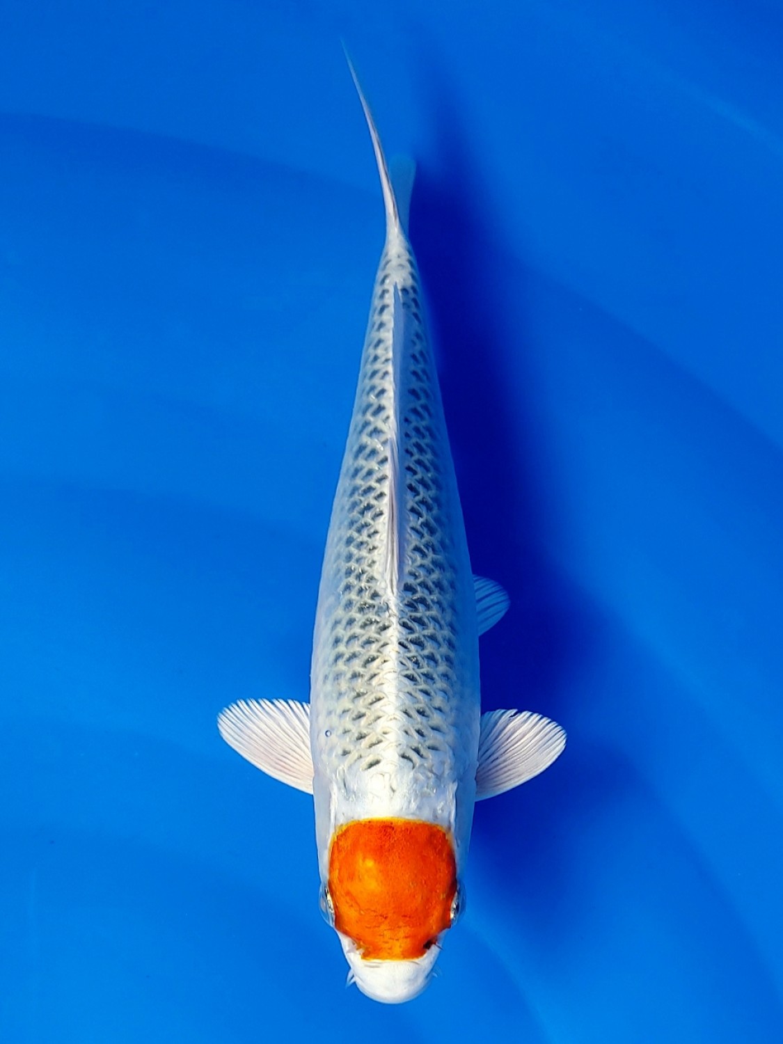 Juara 1