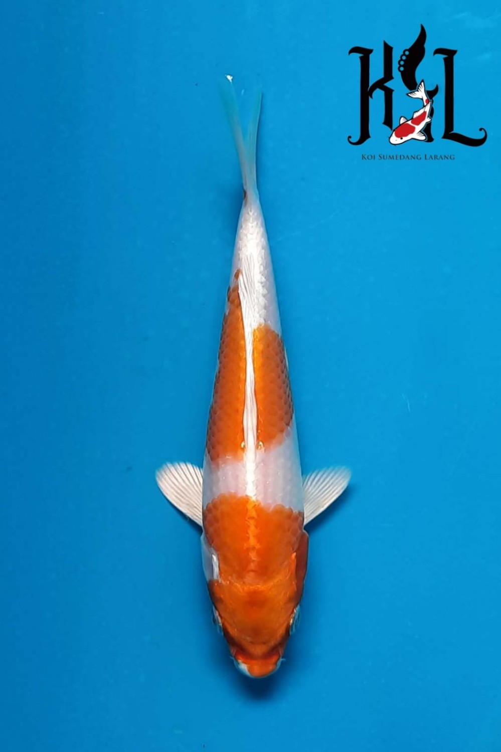 Juara 1