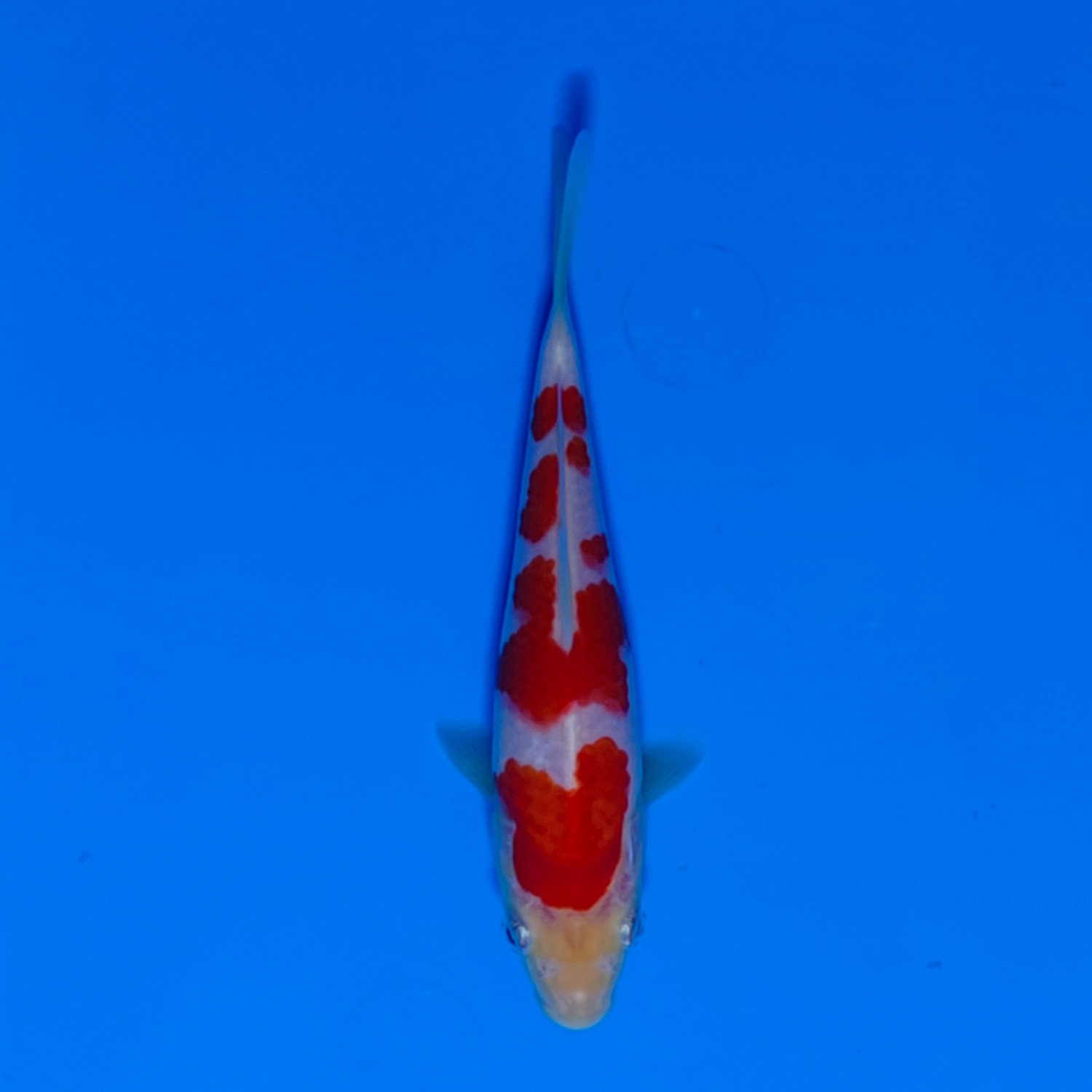 Juara 5