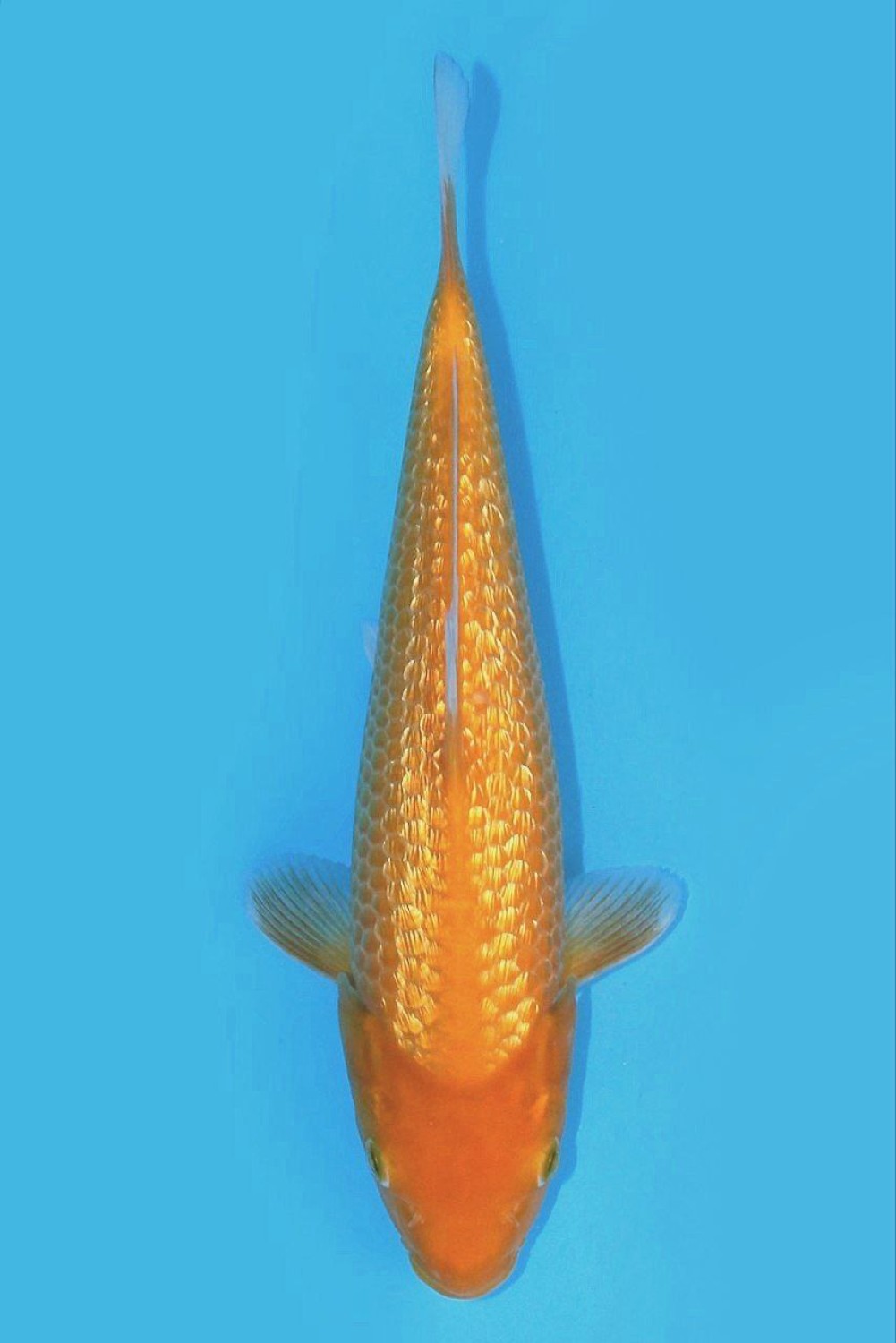 Juara 1