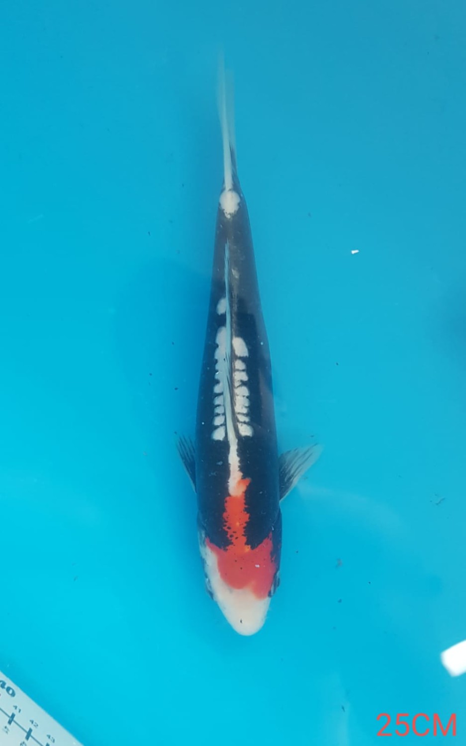 Juara 5