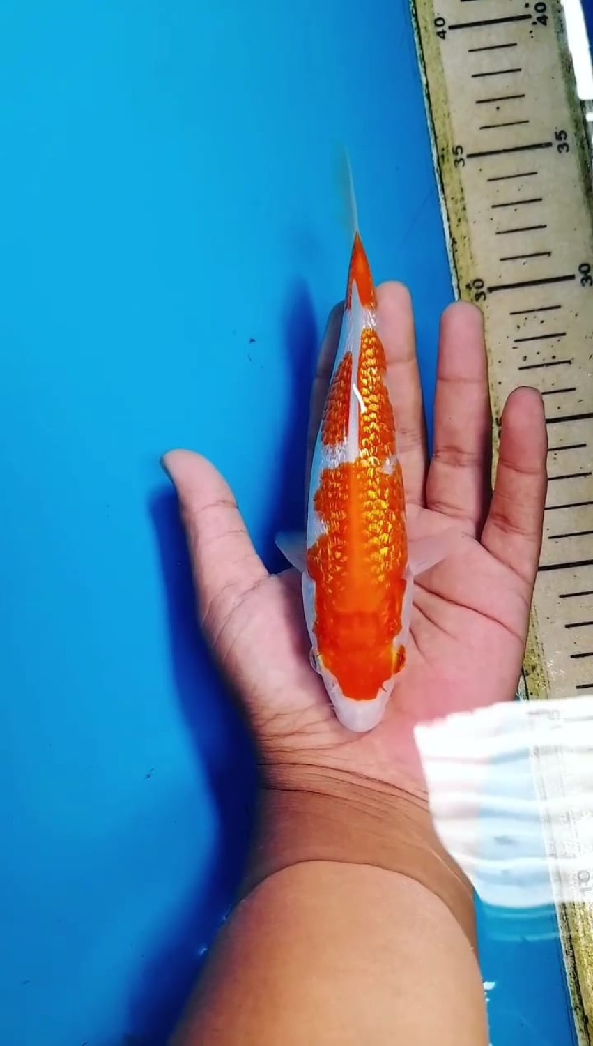 Juara 5