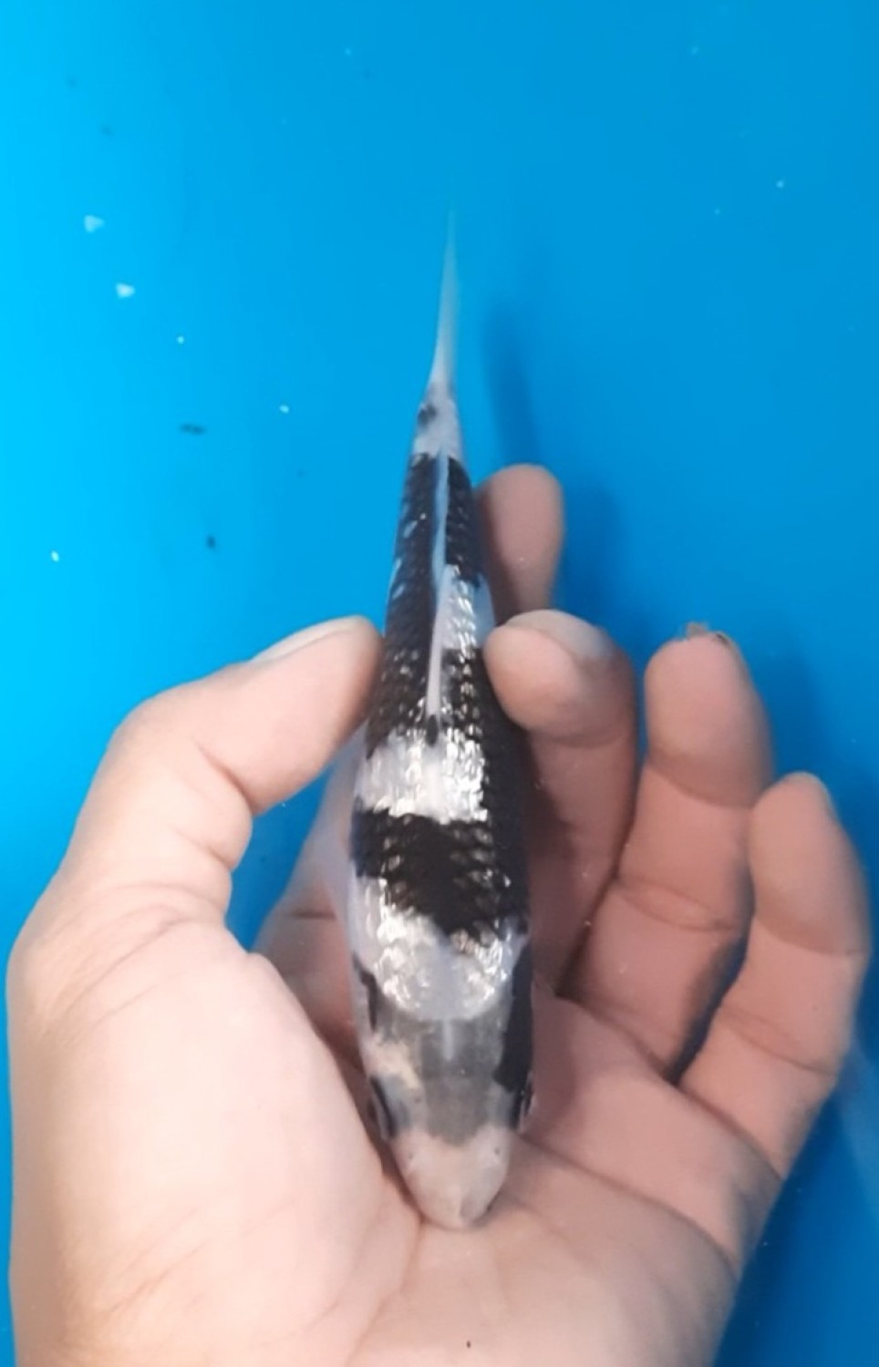 Best In Size C 13-15 Cm