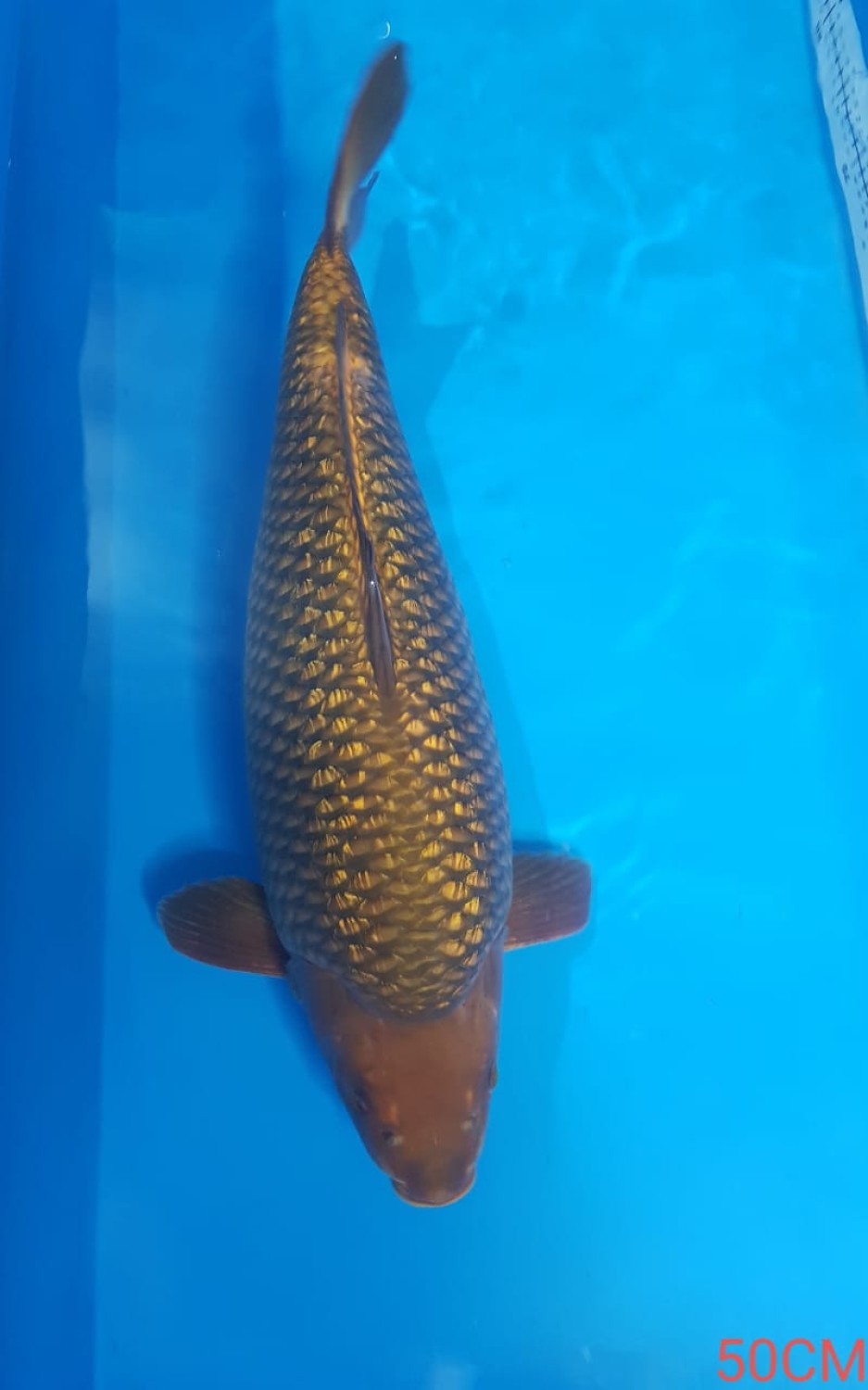 Juara 2