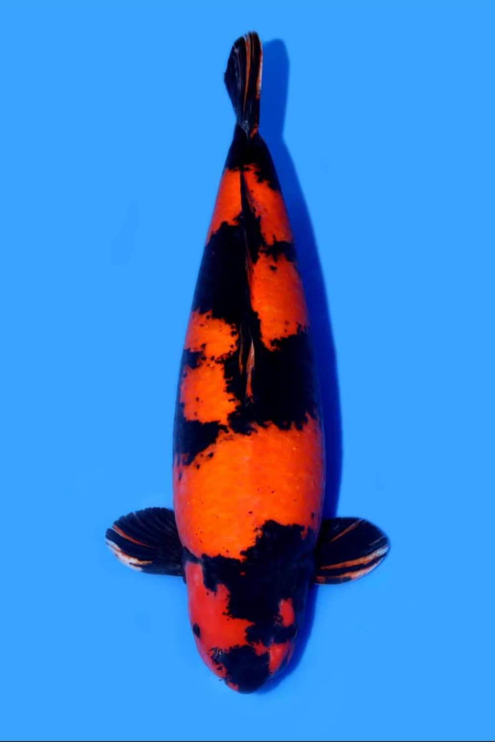 Best In Size D 61-65 Cm