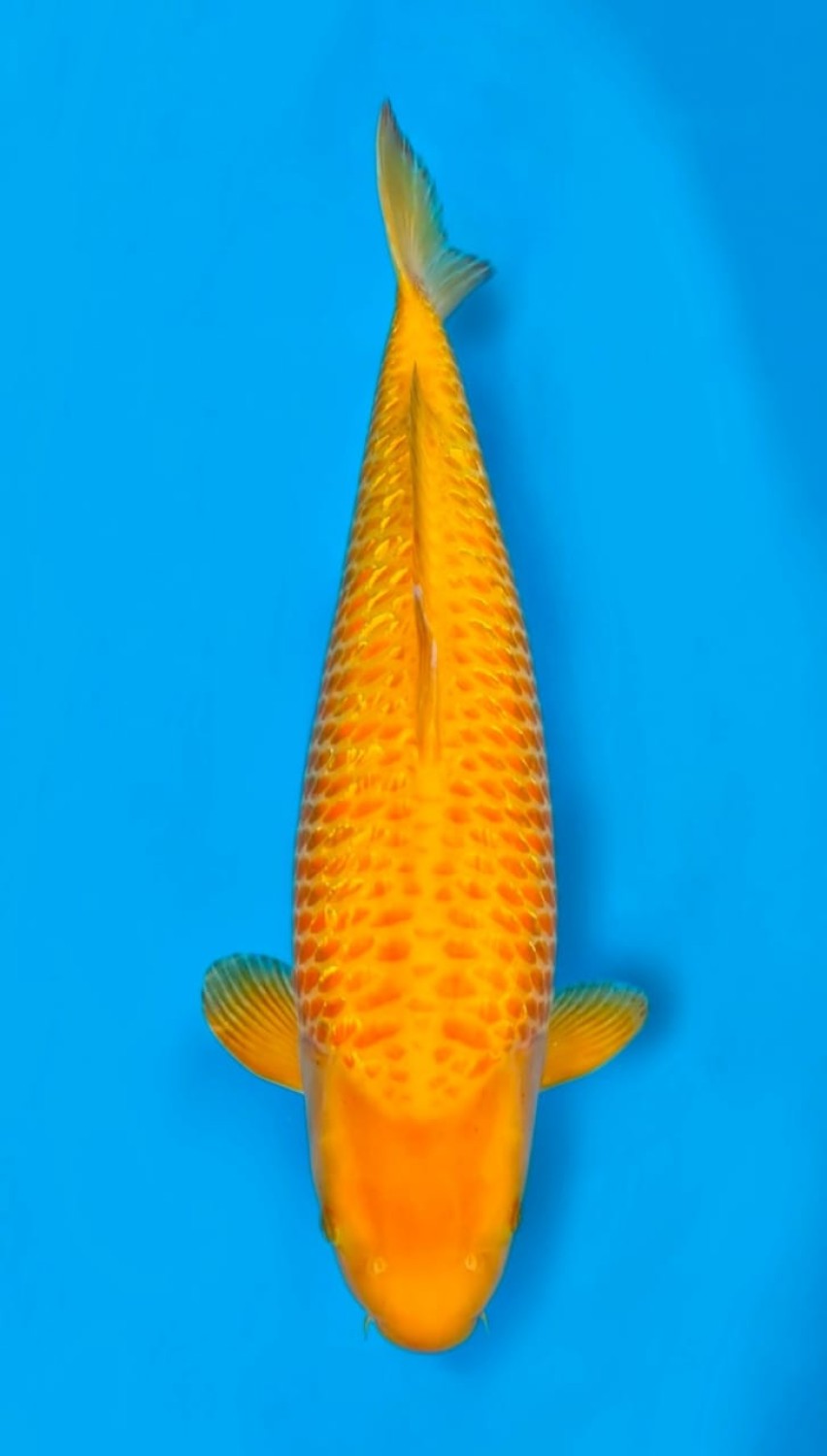 Juara 2