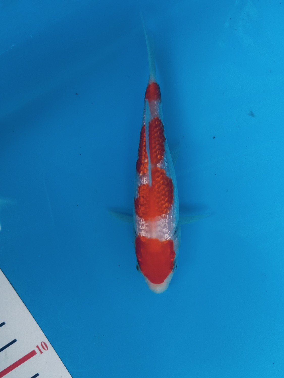 Best In Size B Up 12 cm