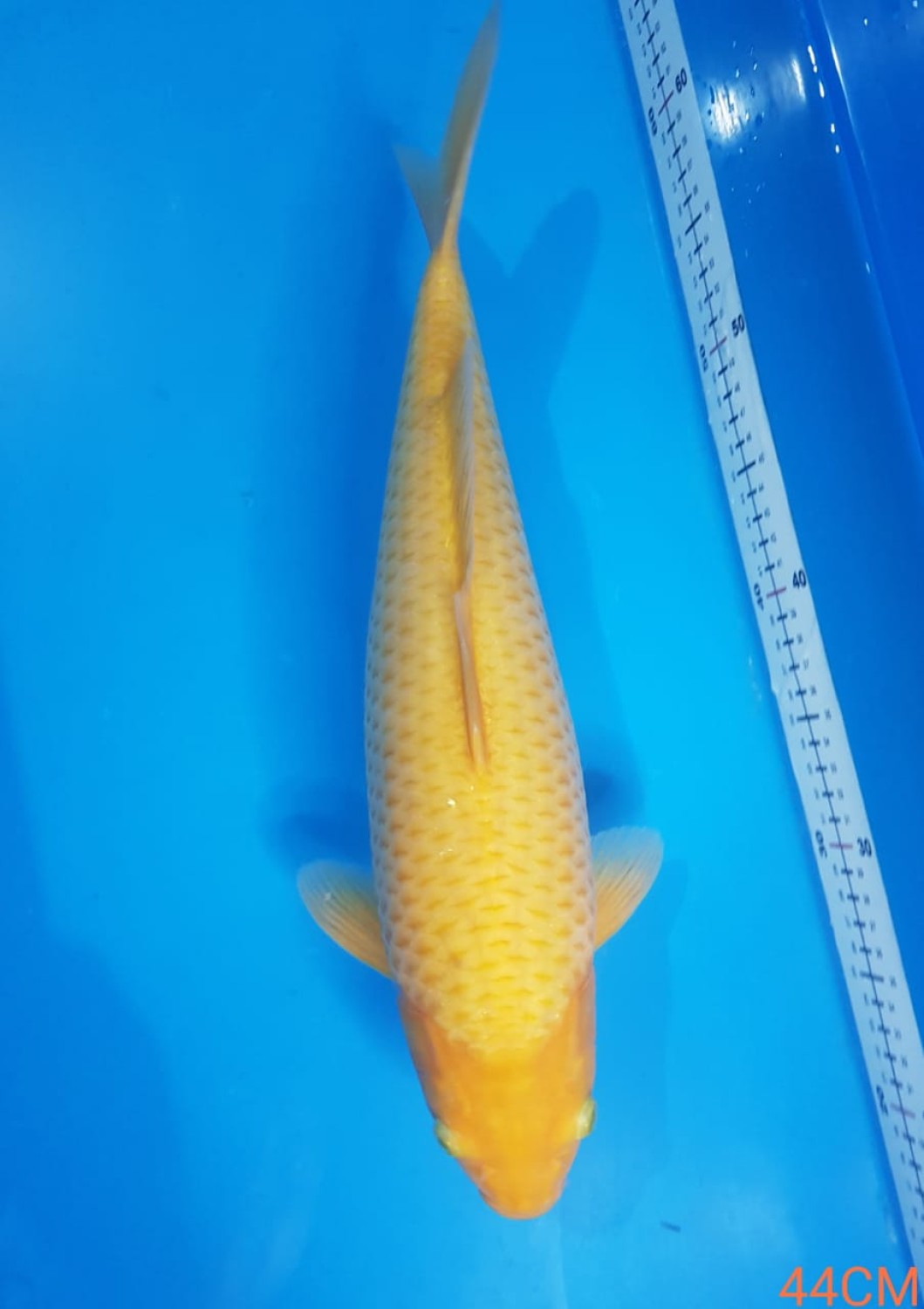 Juara 1