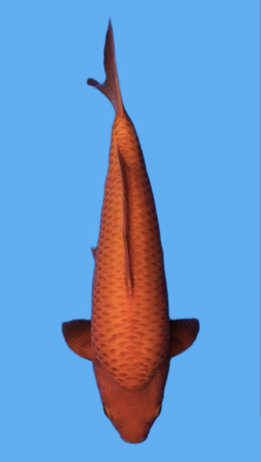 Juara 1
