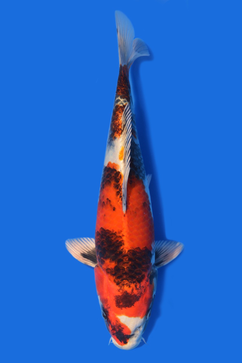Juara 1