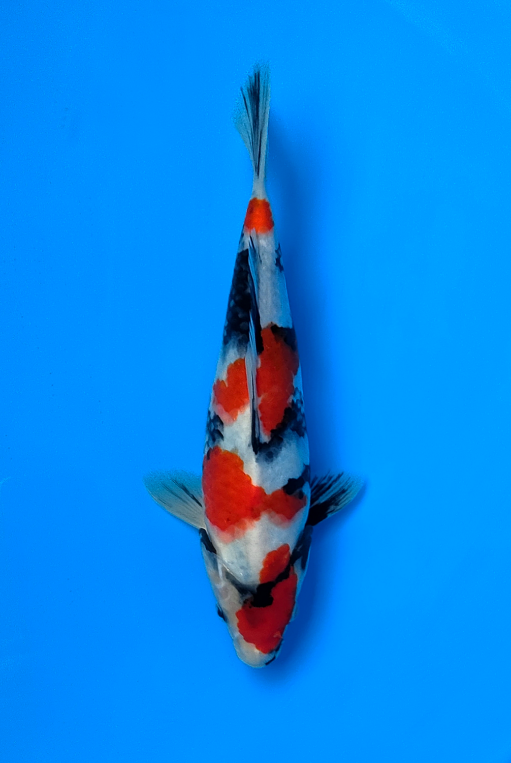 Juara 1