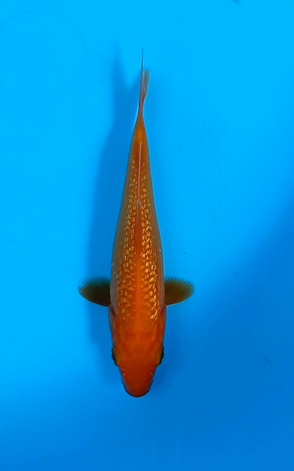 Juara 5
