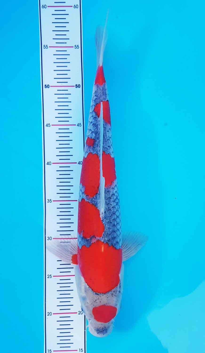 Juara 2