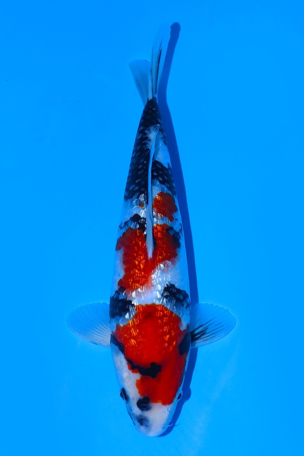 Juara 1