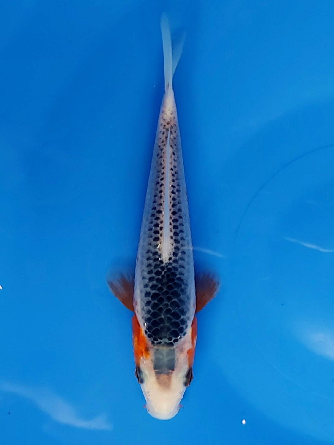 Juara 2
