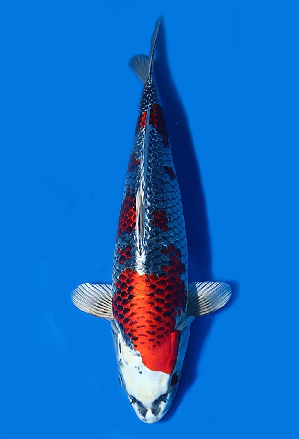 Juara 5