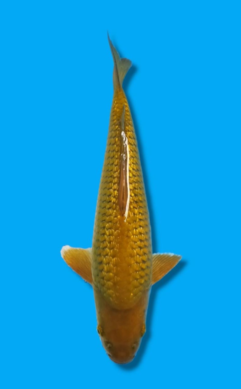 Best In Size E 26-30 Cm