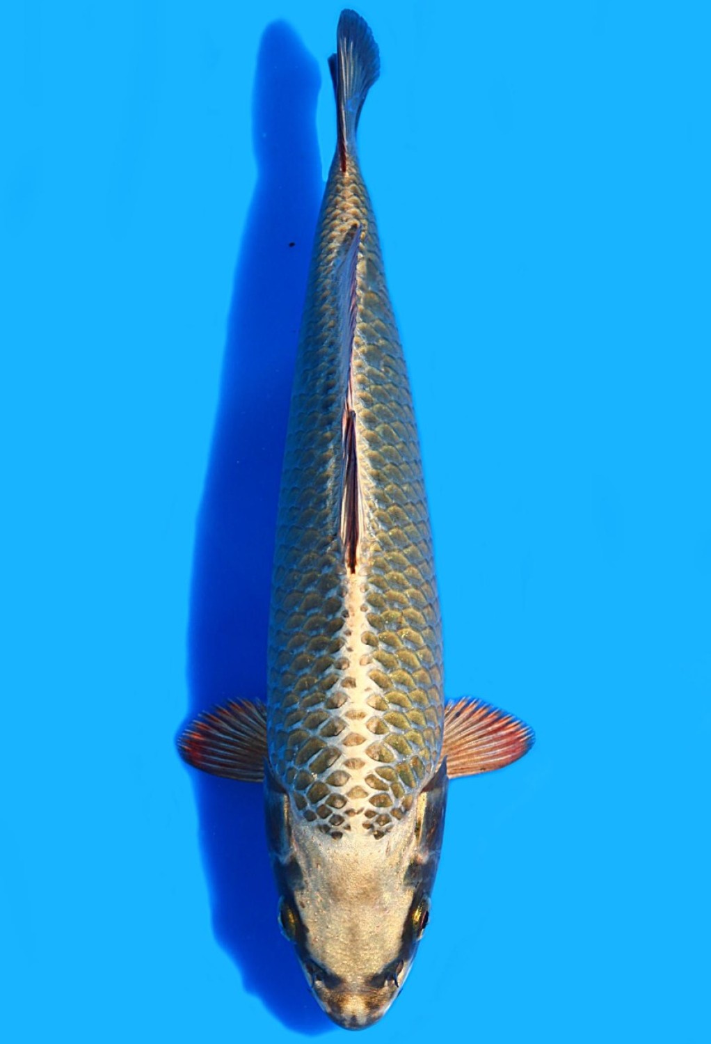 Juara 5
