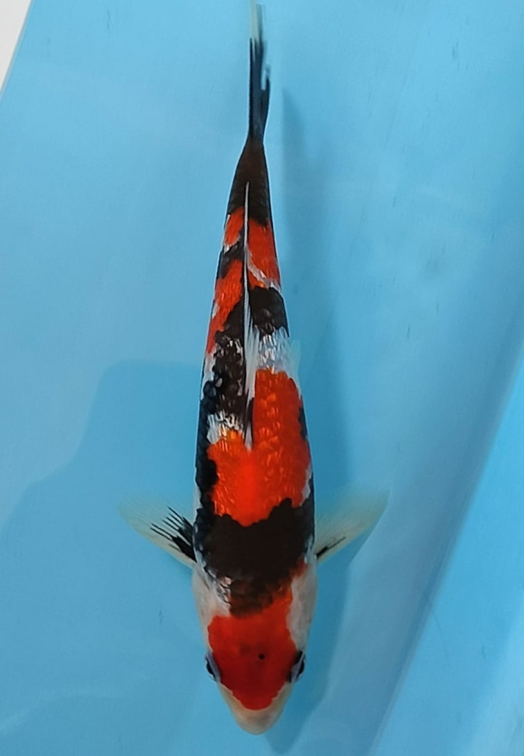 Juara 3