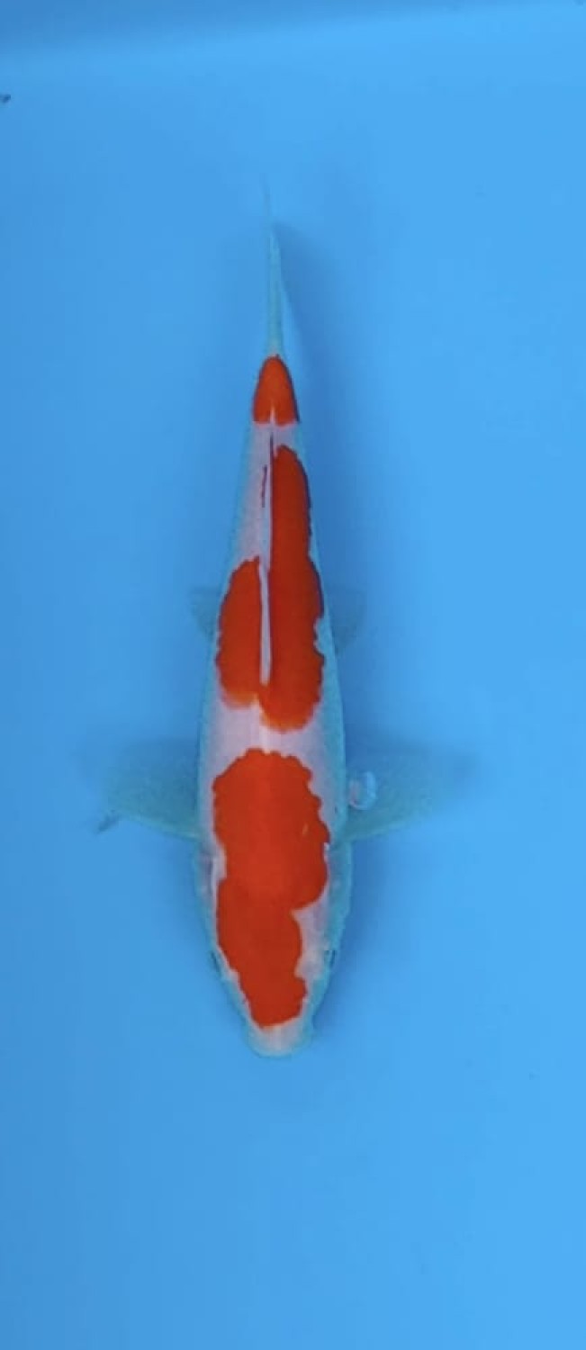 Juara 5