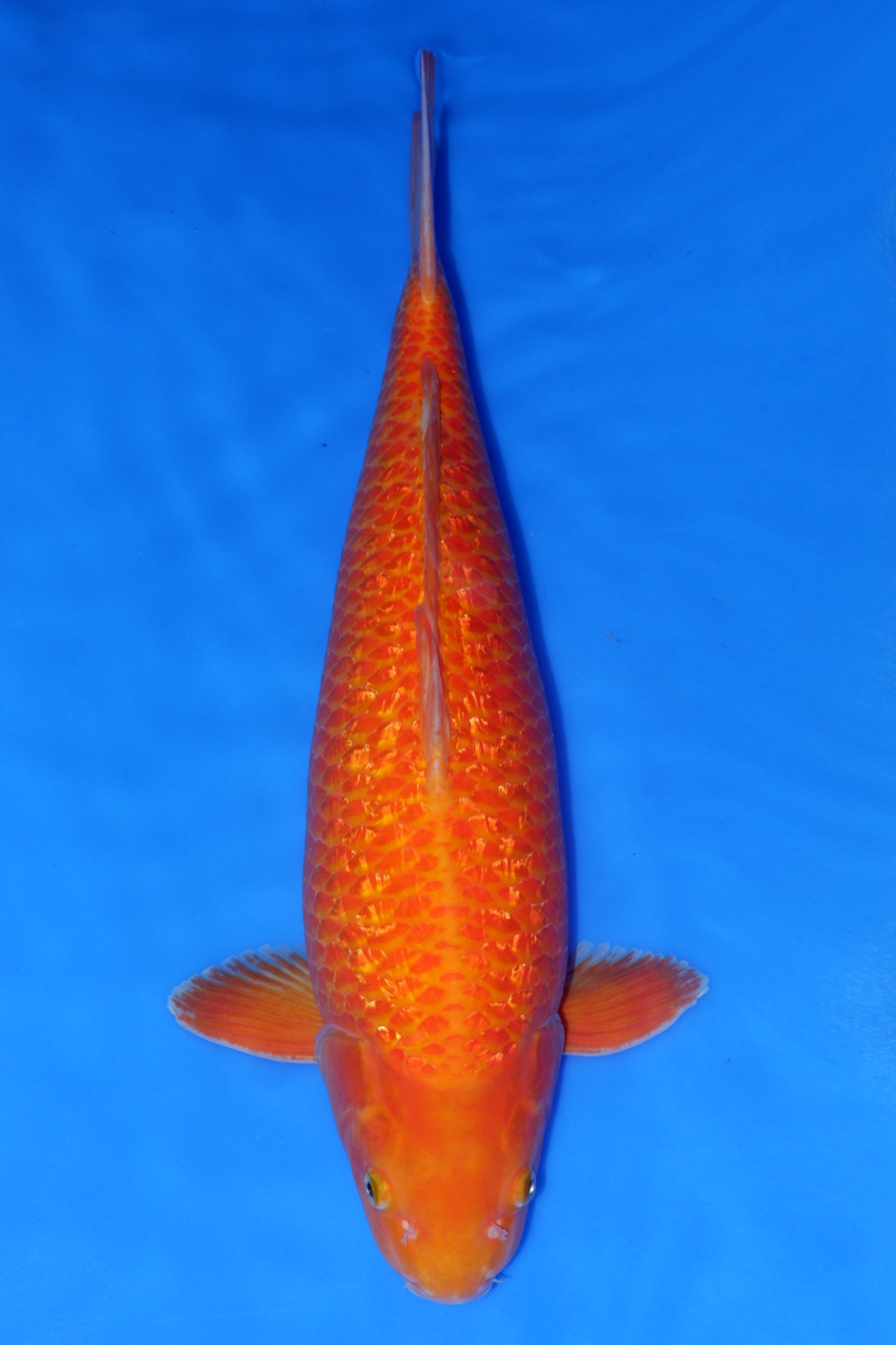 Juara 1
