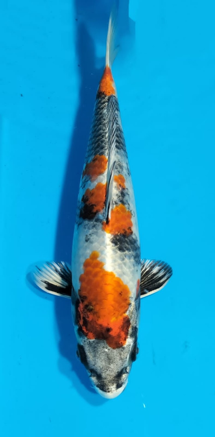 Juara 4