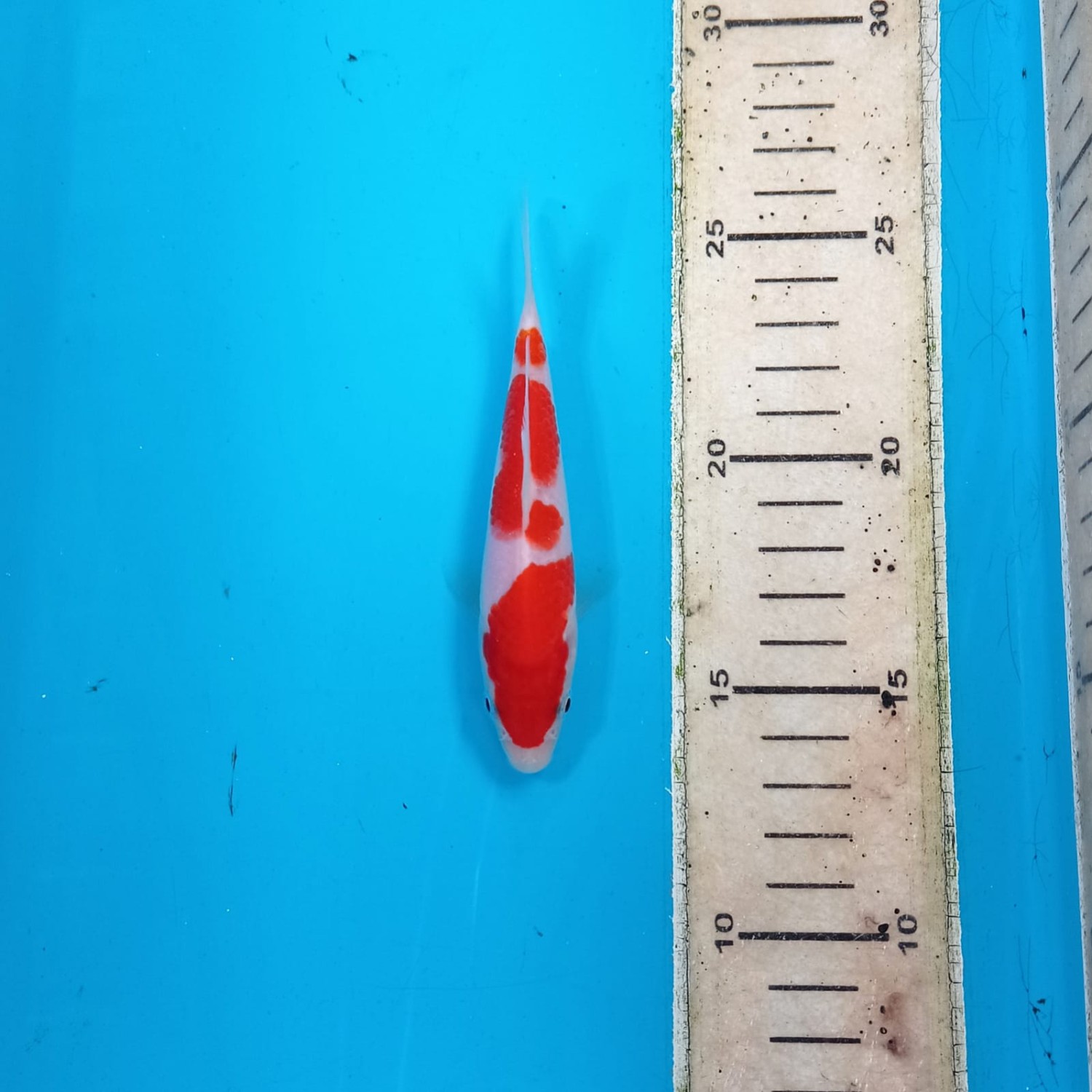 Best In Size A Up 12 cm